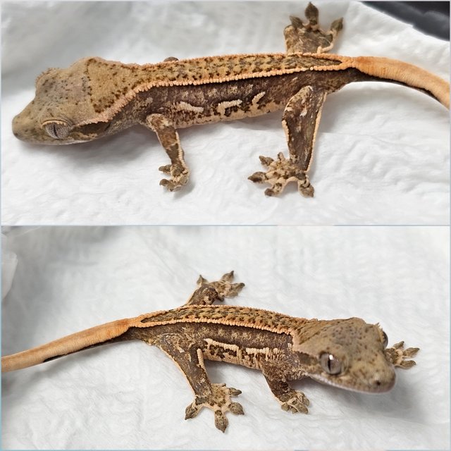 노멀 쿼드 핀스트라이프 텐저린