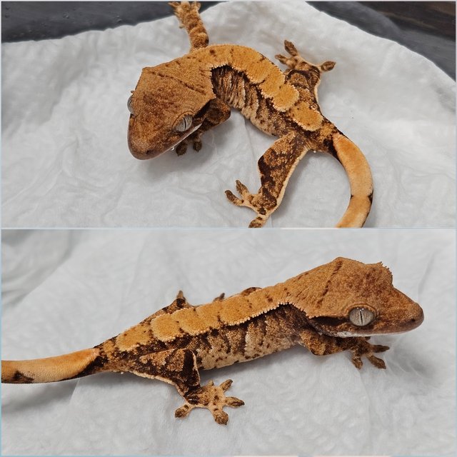 노멀 트라이 익스트림할리퀸 텐저린