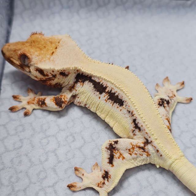 릴리화이트 텐저린 트라이 솔리드백