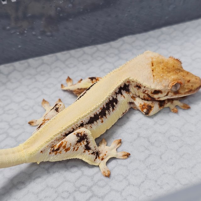 릴리화이트 텐저린 트라이 솔리드백