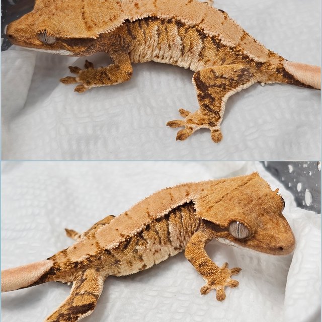 노멀 트라이 익스트림할리퀸 텐저린