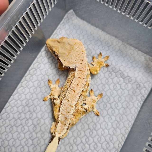 노멀 트라이 익스트림할리퀸 화이트스팟 화이트핀