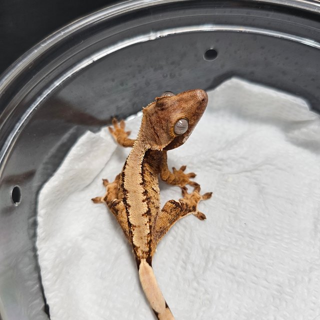 노멀 트라이 솔리드백 익스트림할리퀸 텐저린