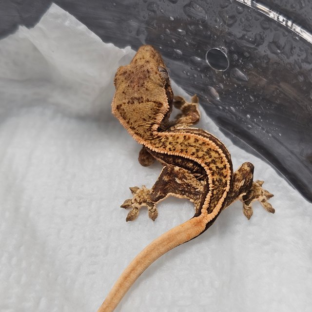 노멀 트라이 쿼드 텐저린