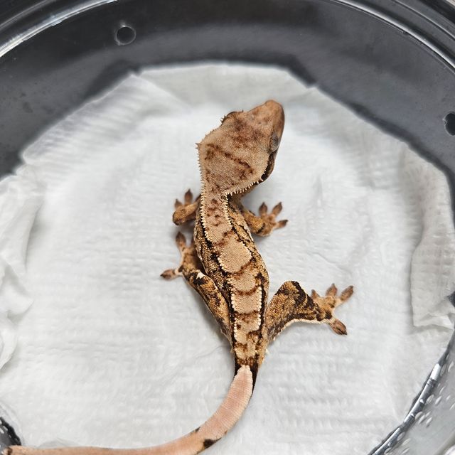 노멀 트라이 바브 익스트림할리퀸