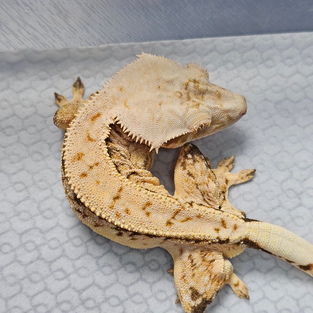 노멀 트라이 화이트스팟 텐저린