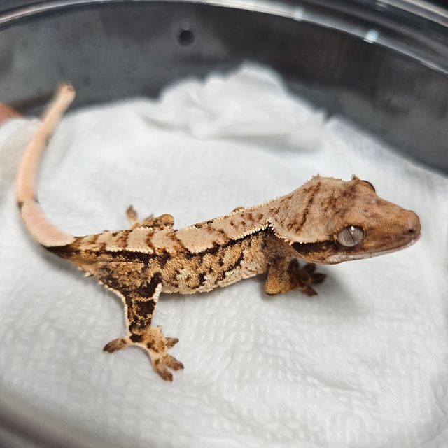 노멀 트라이 바브 익스트림할리퀸