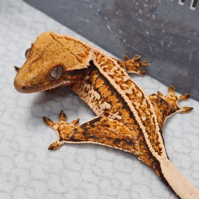 노멀 텐저린 트라이 풀핀 화이트핀