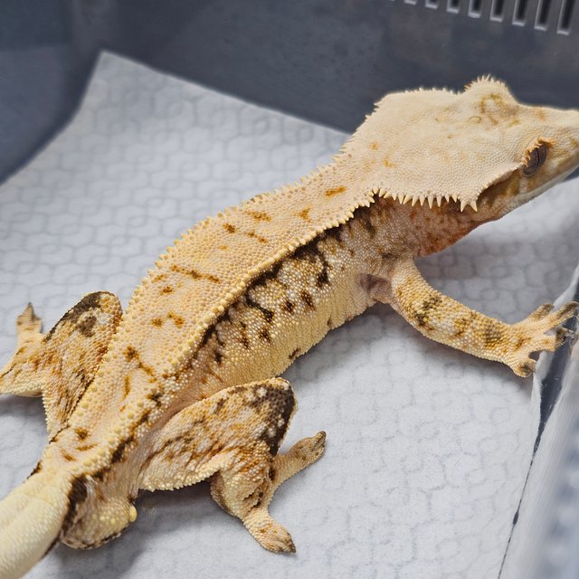 노멀 트라이 화이트스팟 텐저린