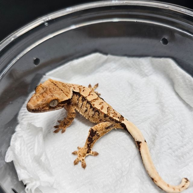 노멀 트라이 익스트림할리퀸 화이트스팟