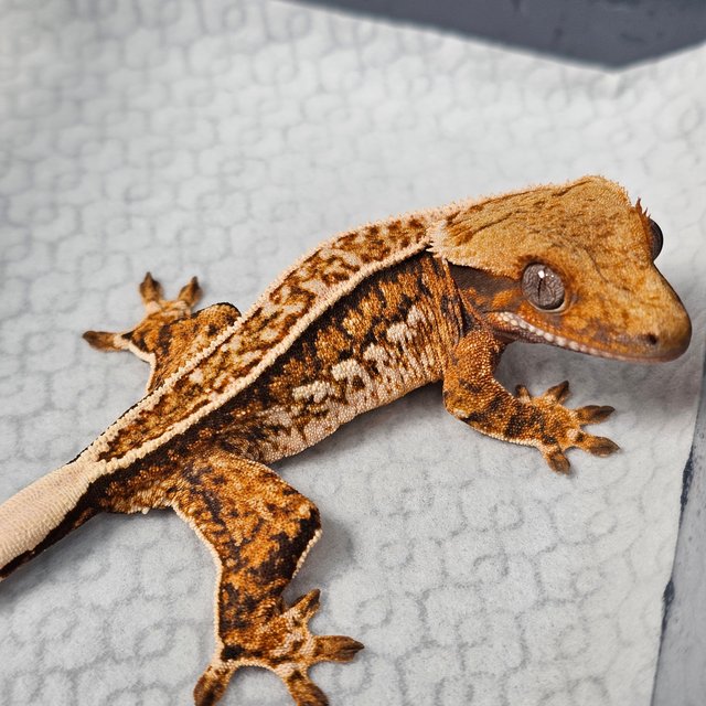 노멀 텐저린 트라이 풀핀 화이트핀