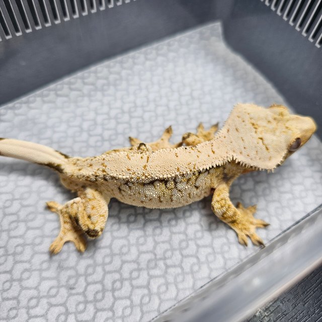 노멀 트라이 익스트림할리퀸 화이트스팟 드리피