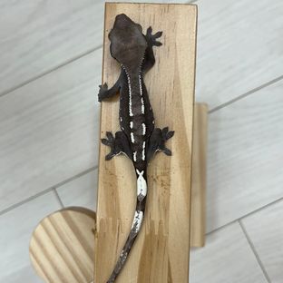 아잔틱