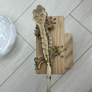 노멀