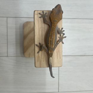 카푸치노