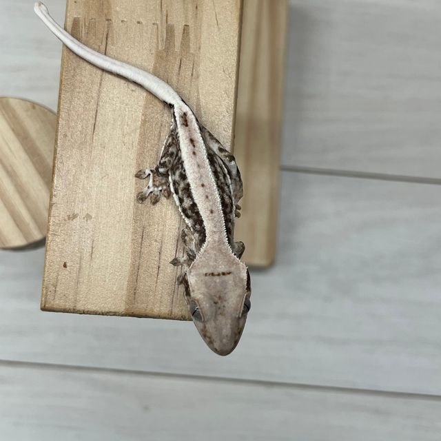 릴리화이트 풀핀