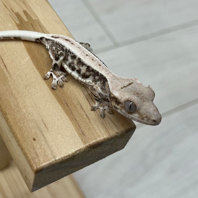 릴리화이트 풀핀