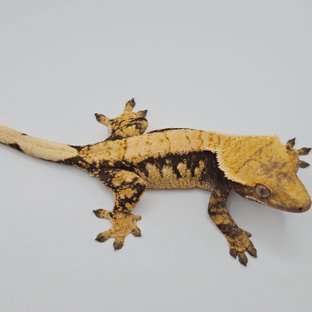 익스트림할리퀸 노멀 화이트스팟