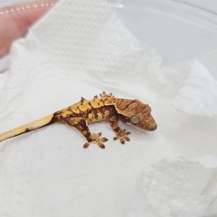 노멀 익스트림할리퀸