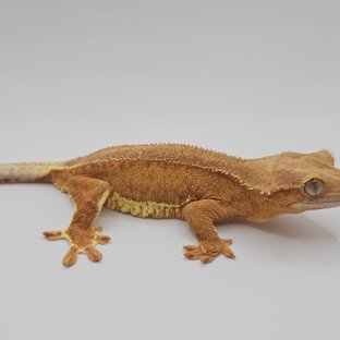 레드 팬텀 릴리화이트