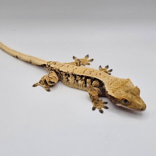 화이트스팟 트라이 익스트림할리퀸 노멀