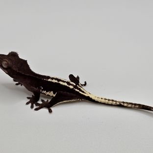 릴잔틱