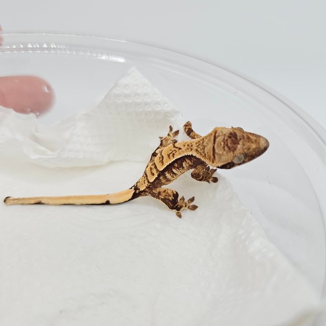 노멀 익스트림할리퀸