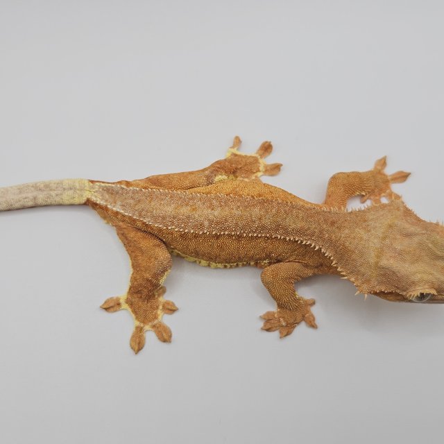 레드 팬텀 릴리화이트