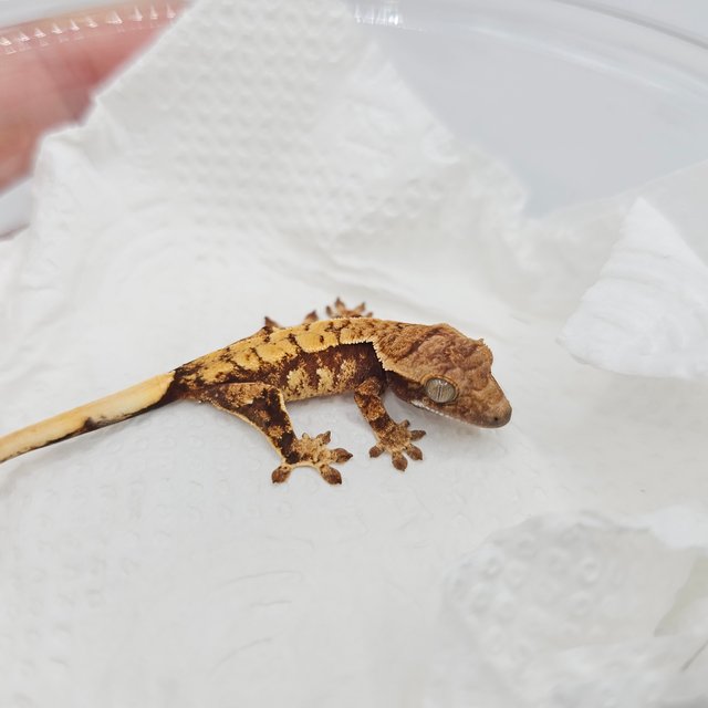 노멀 익스트림할리퀸