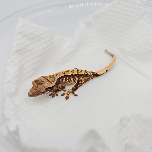 노멀 익스트림할리퀸