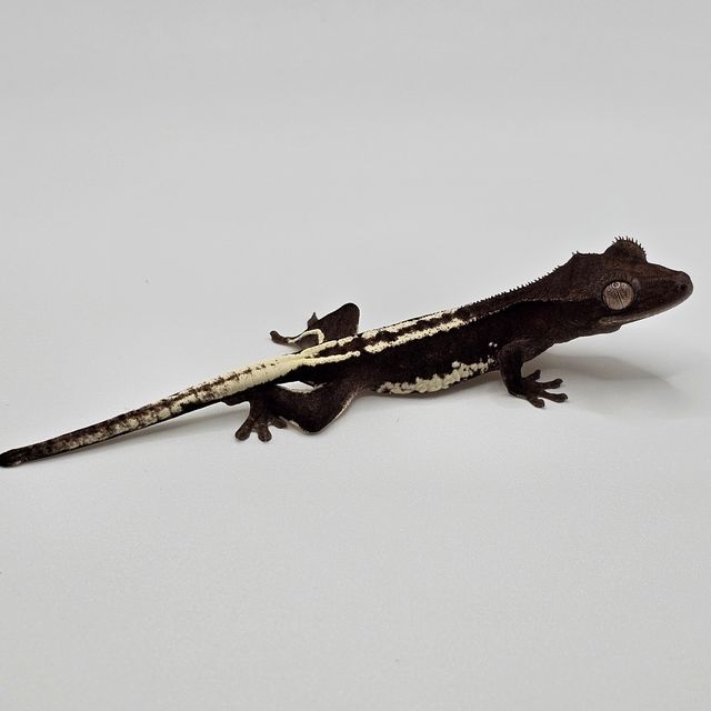 릴잔틱