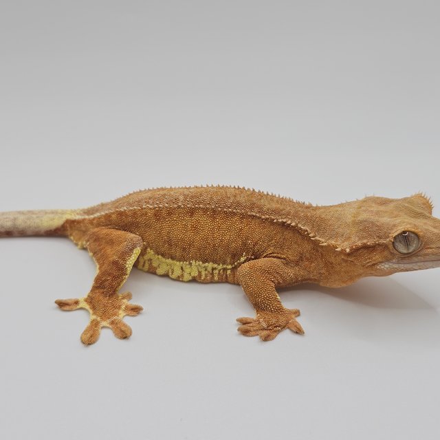 레드 팬텀 릴리화이트