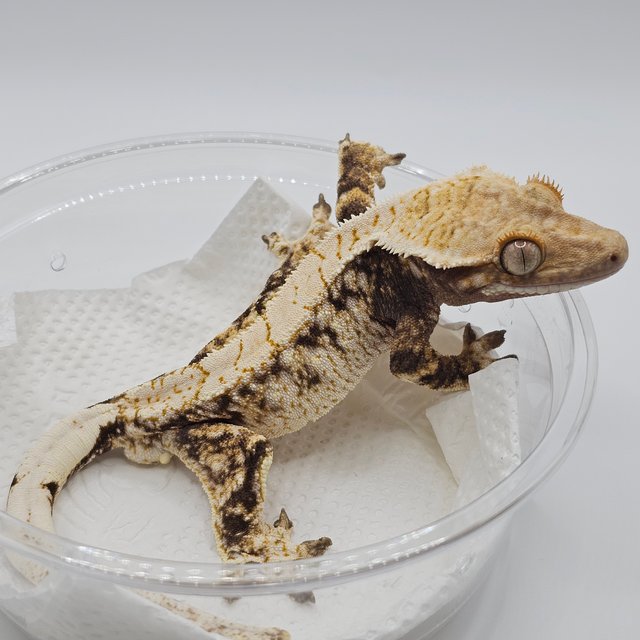 노멀 화이트스팟 화이트포트홀 트라이 화이트핀 익스트림할리퀸