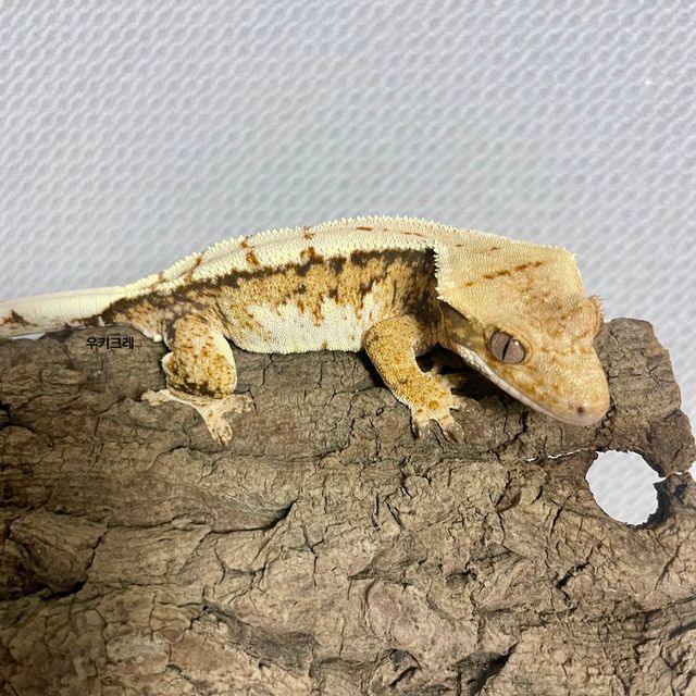 노멀 나비스 트라이 익스트림할리퀸