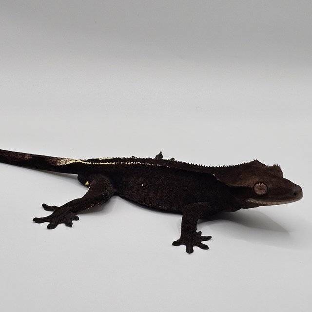 아잔틱 챠콜 팬텀 패턴리스