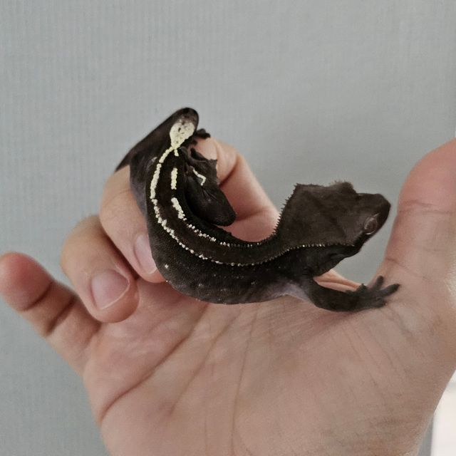 아잔틱