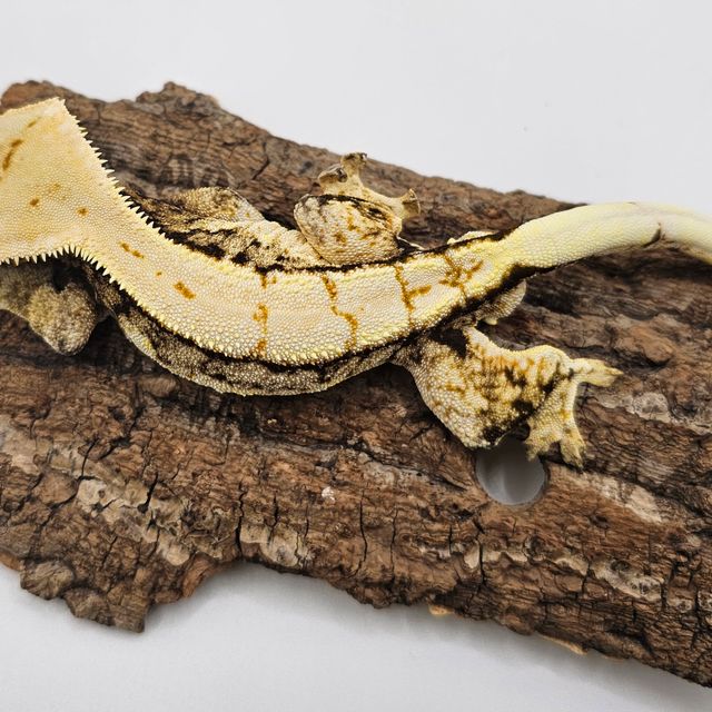 노멀 나비스 트라이 익스트림할리퀸