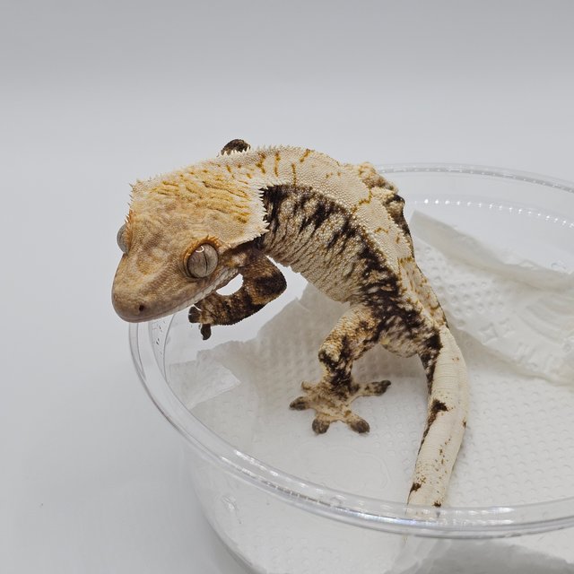 노멀 화이트스팟 화이트포트홀 트라이 화이트핀 익스트림할리퀸