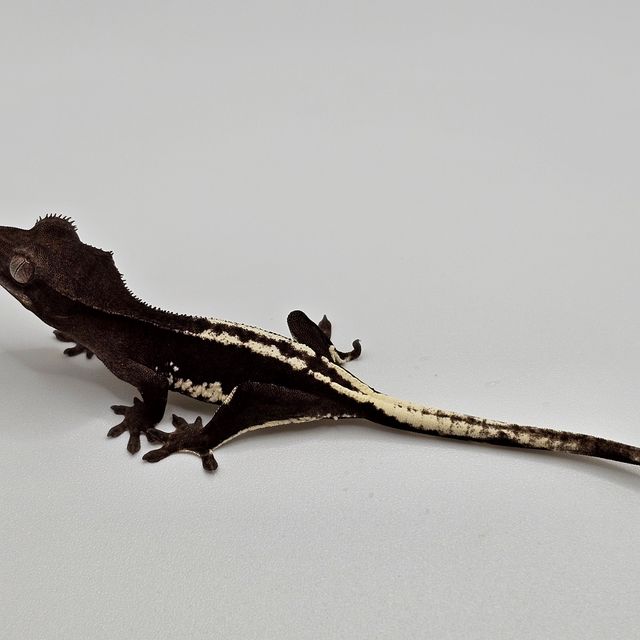 릴잔틱