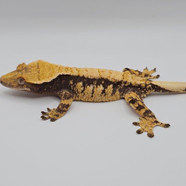 익스트림할리퀸 노멀 화이트스팟