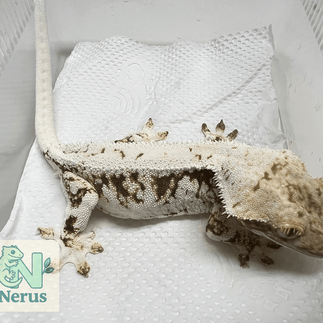 릴리화이트 화이트