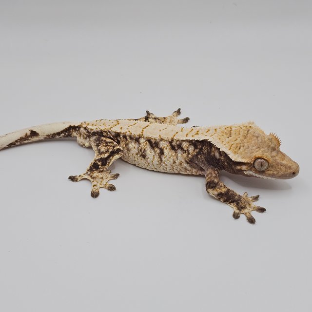 노멀 화이트스팟 화이트포트홀 트라이 화이트핀 익스트림할리퀸