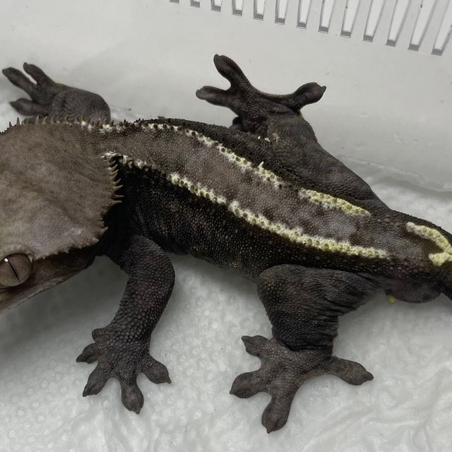 아잔틱