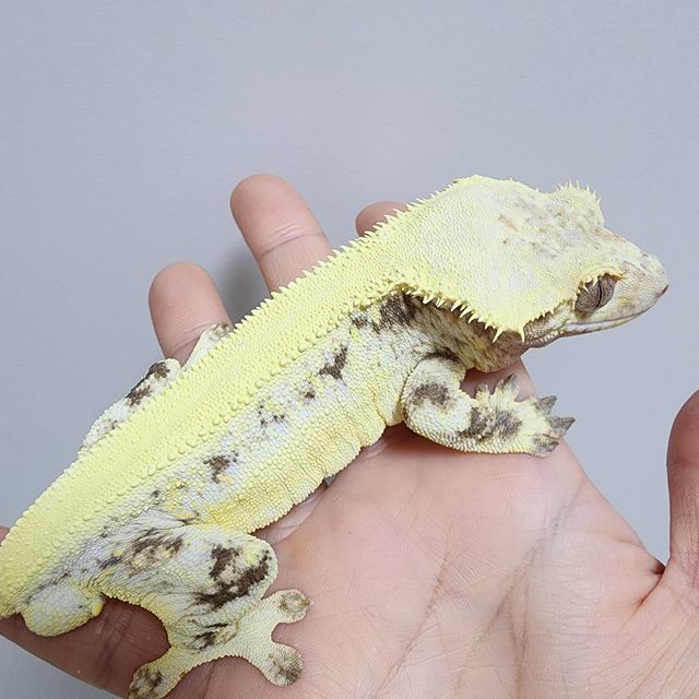 릴리화이트