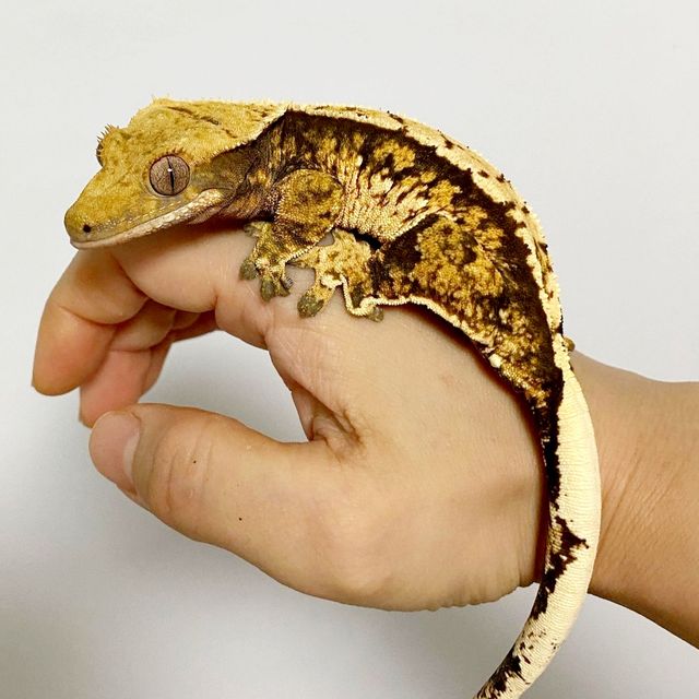 트라이