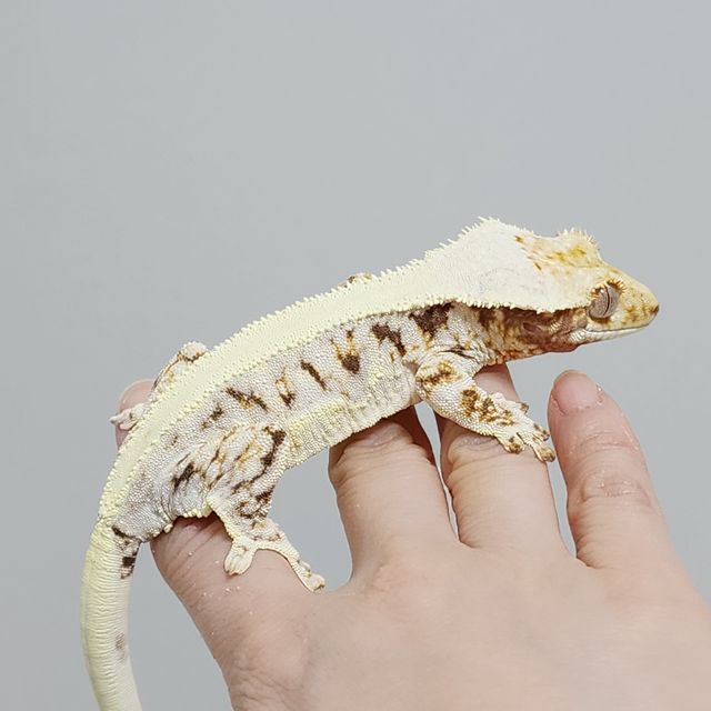 릴리화이트