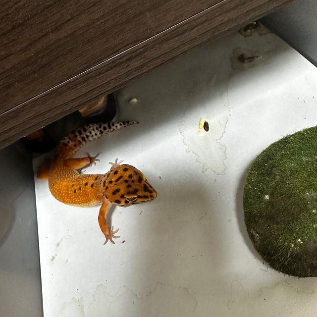 고스트