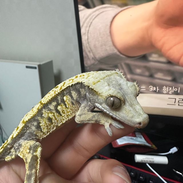텐저린