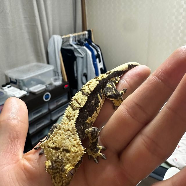 익스트림할리퀸
