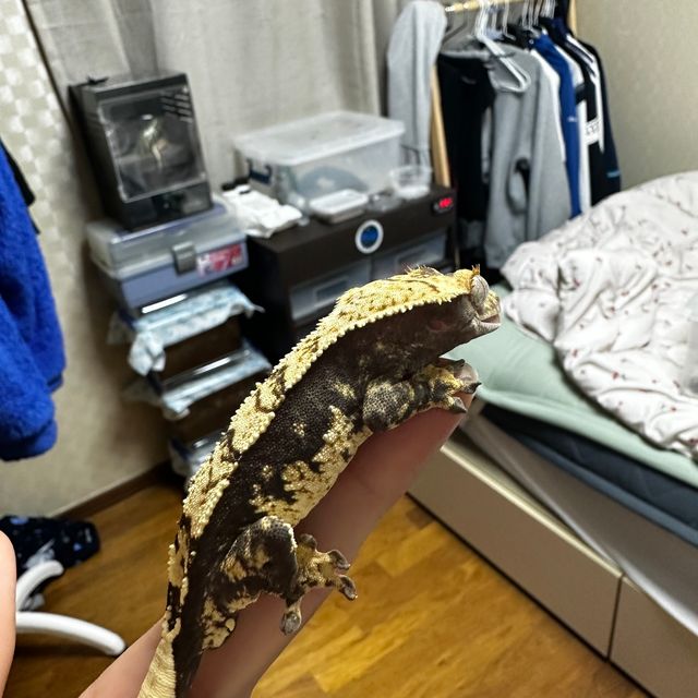 익스트림할리퀸